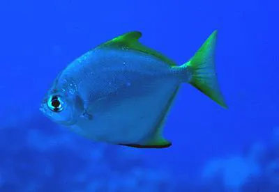 Silver moony (Monodactylus argenteus)