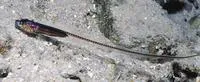 Silver pearlfish (Encheliophis homei)