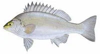 Silver perch (Bidyanus bidyanus)