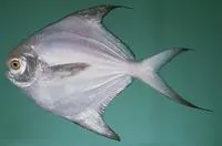 Silver pomfret (Pampus argenteus)