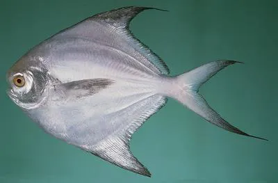 Silver pomfret (Pampus argenteus)