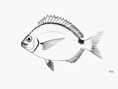 Silver porgy (Diplodus argenteus caudimacula)
