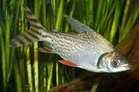 Silver prochilodus (Semaprochilodus taeniurus)