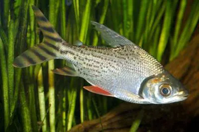 Silver prochilodus (Semaprochilodus taeniurus)