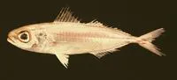 Silver-rag driftfish (Ariomma bondi)