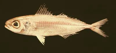Silver-rag driftfish (Ariomma bondi)