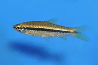 Silver rasbora (Rasbora argyrotaenia)