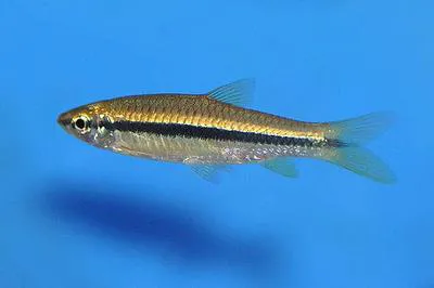 Silver rasbora (Rasbora argyrotaenia)