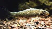 Silver redhorse (Moxostoma anisurum)