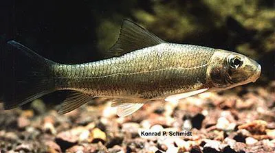 Silver redhorse (Moxostoma anisurum)