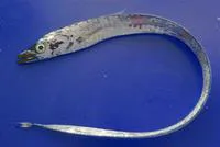Silver scabbardfish (Lepidopus caudatus)