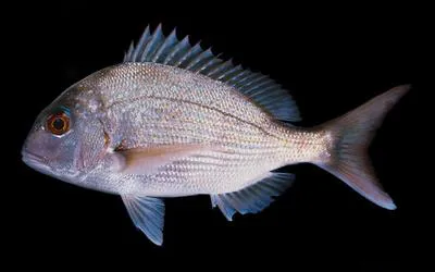 Silver seabream (Pagrus auratus)