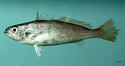 Silver seatrout (Cynoscion nothus)