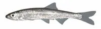 Silver shiner (Notropis photogenis)