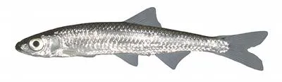 Silver shiner (Notropis photogenis)