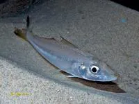 Silver sillago (Sillago sihama)