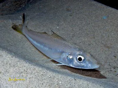 Silver sillago (Sillago sihama)