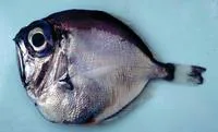 Silver spinyfin (Diretmus argenteus)