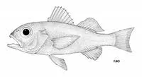 Silver splitfin (Neoscombrops cynodon)