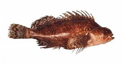 Silver spot (Chironemus maculosus)