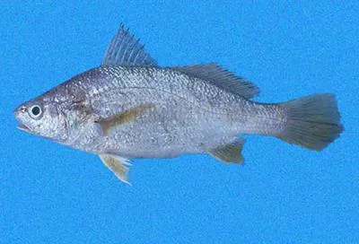 Silver stardrum (Stellifer illecebrosus)