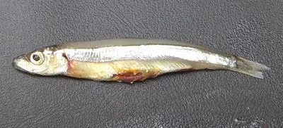 Silver-stripe round herring (Spratelloides gracilis)