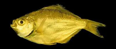 Silver surfperch (Hyperprosopon ellipticum)