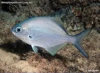 Silver sweep (Scorpis lineolata)