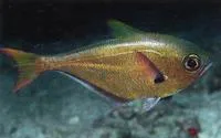 Silver sweeper (Pempheris oualensis)