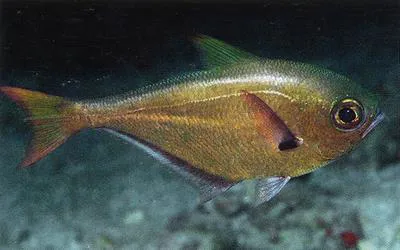 Silver sweeper (Pempheris oualensis)
