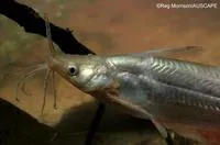 Silver tandan (Porochilus argenteus)