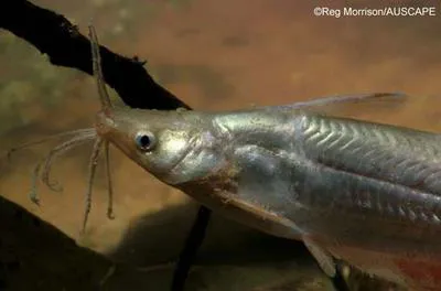Silver tandan (Porochilus argenteus)