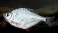 Silver tetra (Ctenobrycon spilurus)