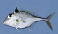 Silver tripodfish (Triacanthus nieuhofii)