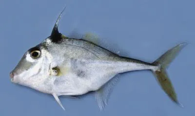 Silver tripodfish (Triacanthus nieuhofii)