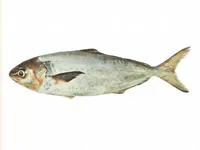 Silver warehou (Seriolella punctata)