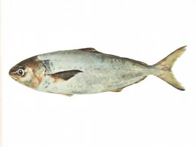 Silver warehou (Seriolella punctata)