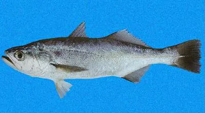 Silver weakfish (Isopisthus remifer)