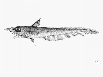 Silver whiptail (Coelorinchus argentatus)