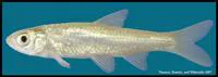 Silverband shiner (Notropis shumardi)