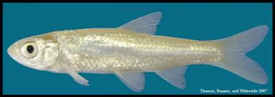 Silverband shiner (Notropis shumardi)