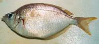 Silverbelly (Parequula melbournensis)