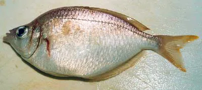 Silverbelly (Parequula melbournensis)