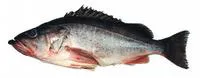 Silvergray rockfish (Sebastes brevispinis)