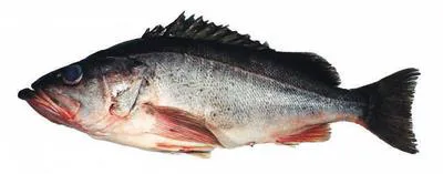 Silvergray rockfish (Sebastes brevispinis)