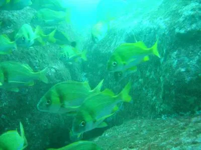Silvergrey grunt (Anisotremus caesius)