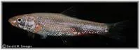 Silverjaw minnow (Notropis buccatus)