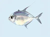 Silvermouth trevally (Ulua aurochs)