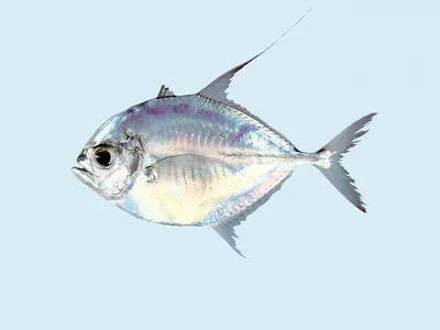 Silvermouth trevally (Ulua aurochs)