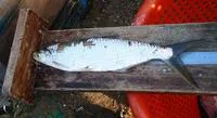 Silversides (Alestes baremoze)